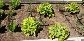 Butter Lettuce and Onions